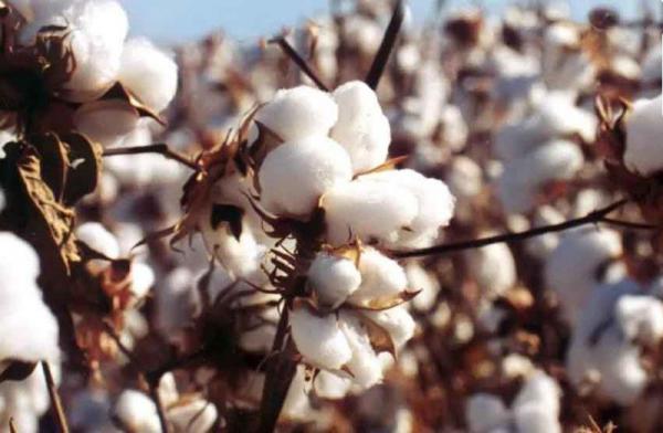 قیمت پنبه بهداشتی | پخش عمده انواع پنبه